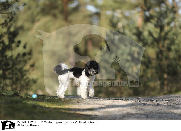Miniature Poodle / KB-13741
