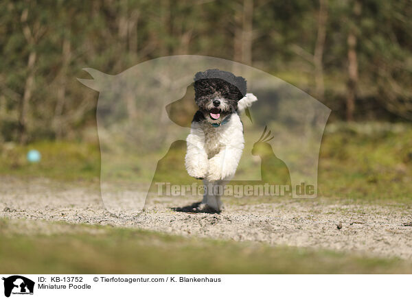 Miniature Poodle / KB-13752