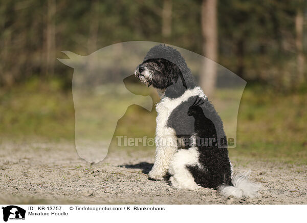 Miniature Poodle / KB-13757