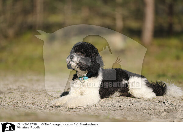 Miniature Poodle / KB-13758