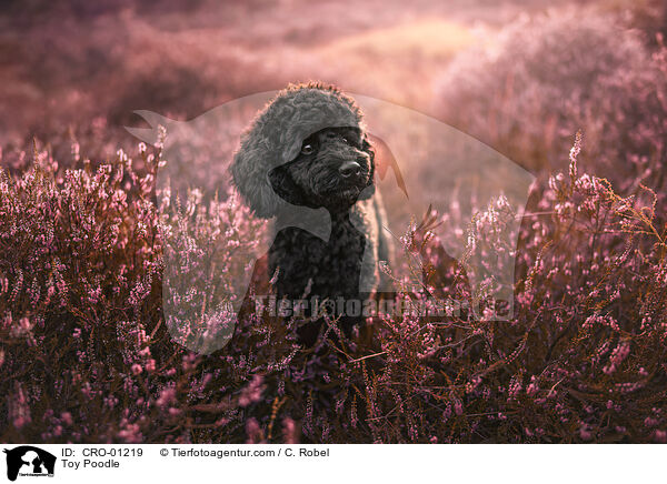 Zwergpudel / Toy Poodle / CRO-01219