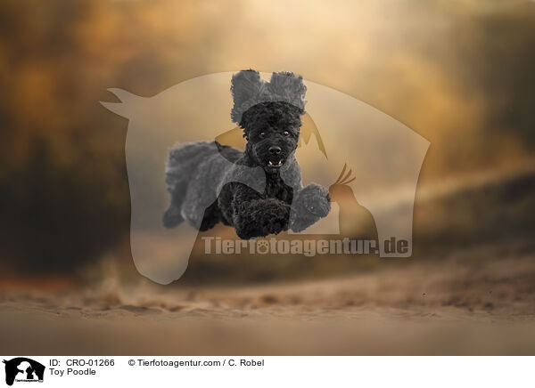 Toy Poodle / CRO-01266
