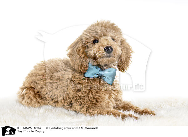 Zwergpudel Welpe / Toy Poodle Puppy / MAW-01834