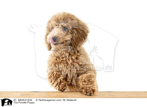Toy Poodle Puppy / MAW-01836