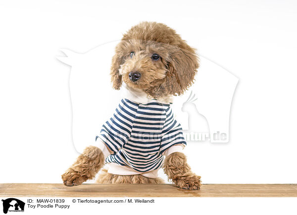 Toy Poodle Puppy / MAW-01839
