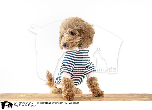 Zwergpudel Welpe / Toy Poodle Puppy / MAW-01840