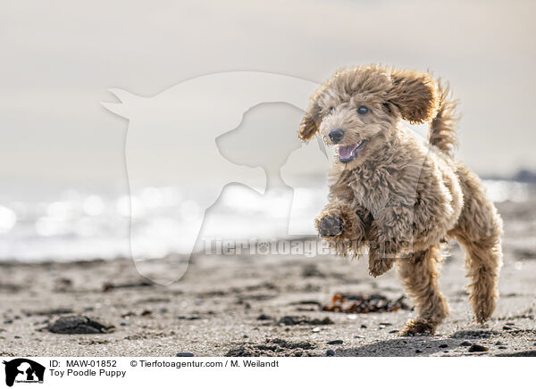 Zwergpudel Welpe / Toy Poodle Puppy / MAW-01852