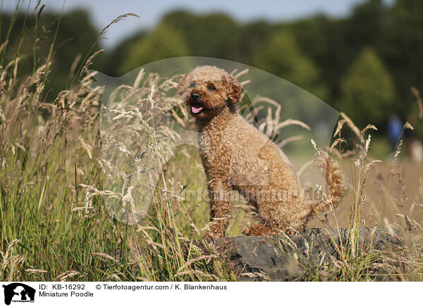 Zwergpudel / Miniature Poodle / KB-16292