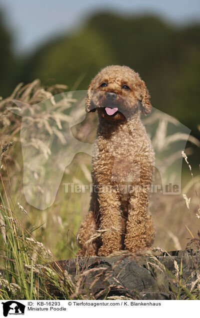 Zwergpudel / Miniature Poodle / KB-16293