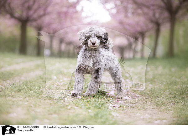 Zwergpudel / Toy poodle / MW-29900