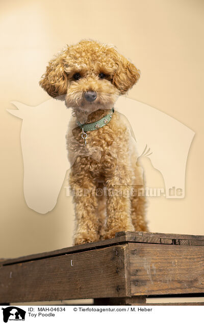 Toypudel / Toy Poodle / MAH-04634