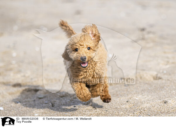 Toy Poodle / MAW-02036