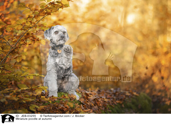 Miniature poodle at autumn / JEB-03255
