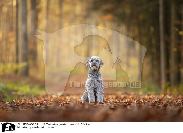Miniature poodle at autumn / JEB-03259