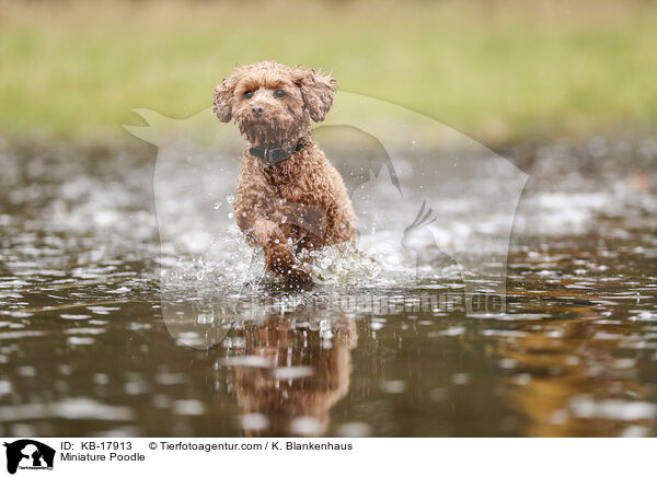 Zwergpudel / Miniature Poodle / KB-17913
