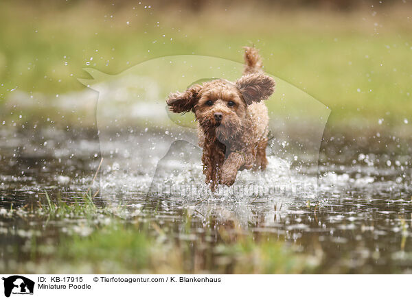 Zwergpudel / Miniature Poodle / KB-17915