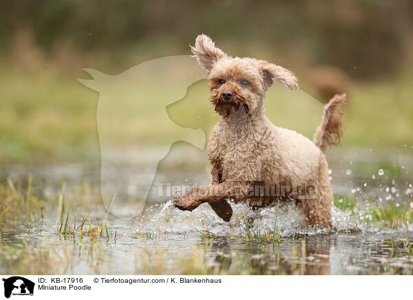 Miniature Poodle / KB-17916