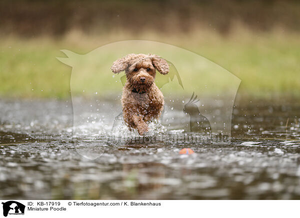 Zwergpudel / Miniature Poodle / KB-17919