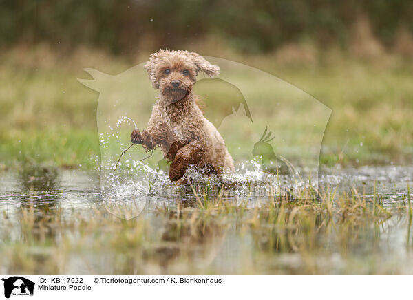 Zwergpudel / Miniature Poodle / KB-17922