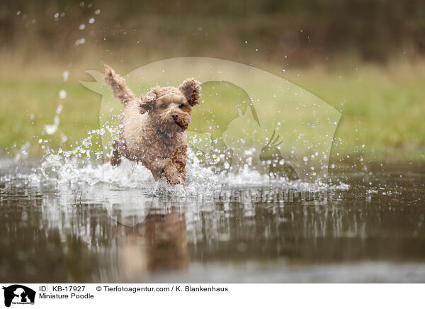Zwergpudel / Miniature Poodle / KB-17927