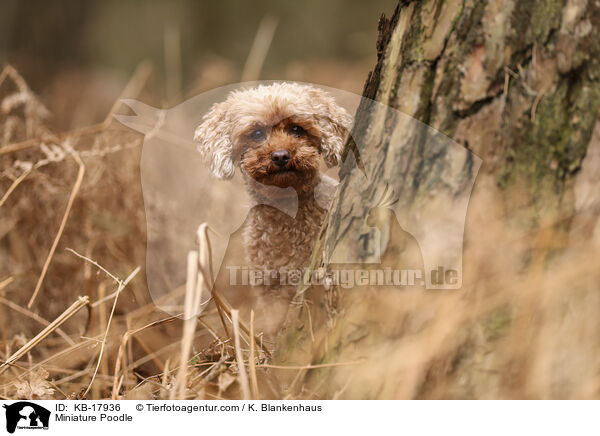 Zwergpudel / Miniature Poodle / KB-17936