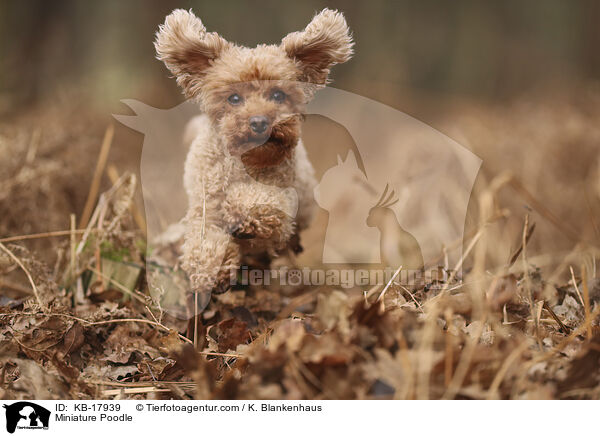 Zwergpudel / Miniature Poodle / KB-17939