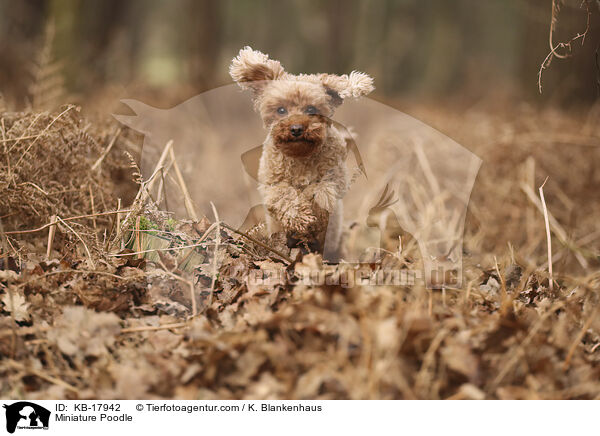 Zwergpudel / Miniature Poodle / KB-17942