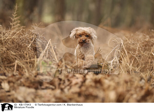 Zwergpudel / Miniature Poodle / KB-17943