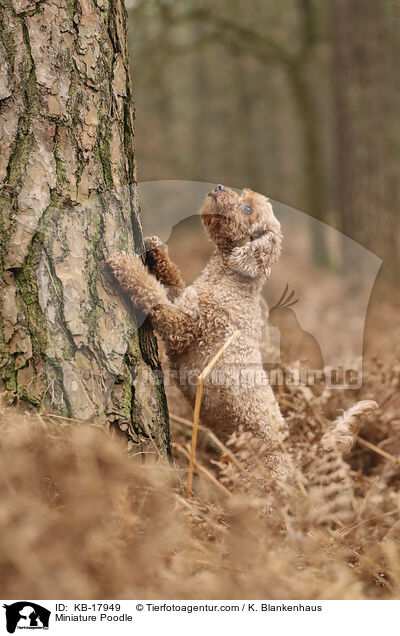 Zwergpudel / Miniature Poodle / KB-17949