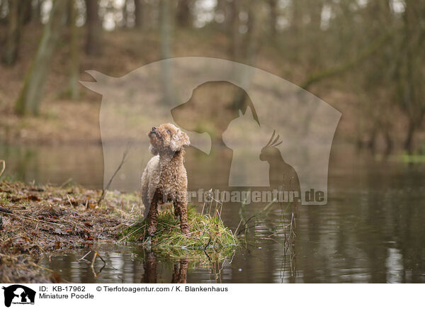 Zwergpudel / Miniature Poodle / KB-17962