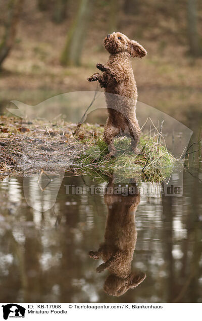 Zwergpudel / Miniature Poodle / KB-17968