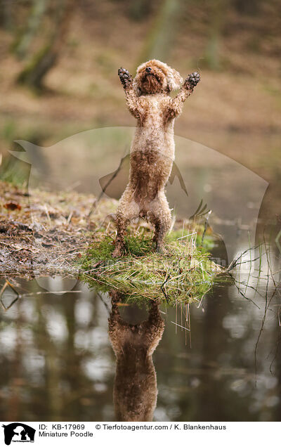 Zwergpudel / Miniature Poodle / KB-17969