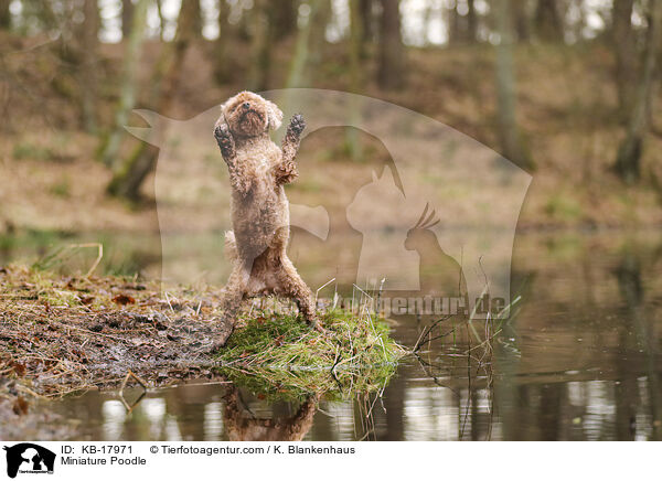Zwergpudel / Miniature Poodle / KB-17971