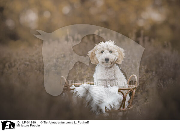 Zwergpudel / Miniature Poodle / LP-01380