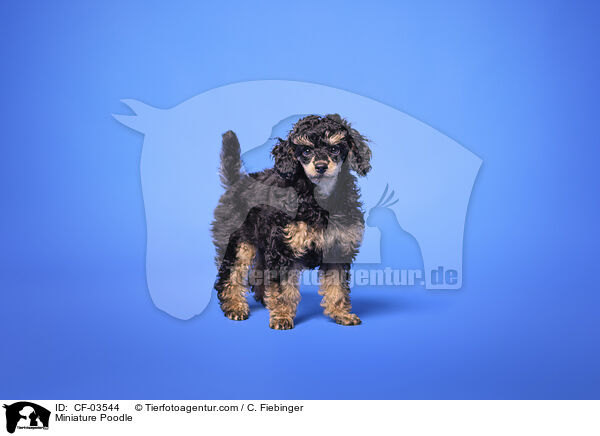Zwergpudel / Miniature Poodle / CF-03544