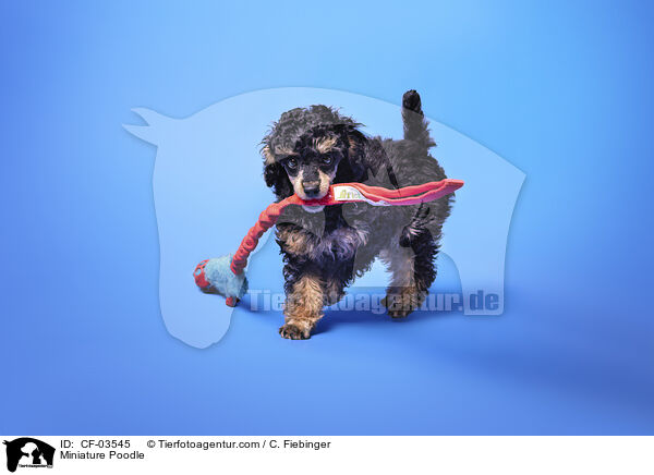 Zwergpudel / Miniature Poodle / CF-03545