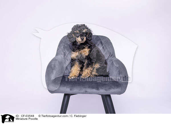 Zwergpudel / Miniature Poodle / CF-03548