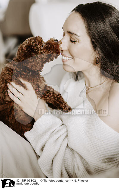 Zwergpudel / miniature poodle / NP-03802