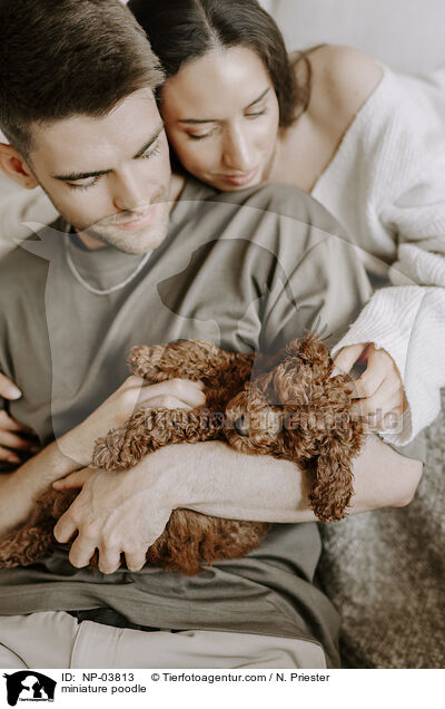 Zwergpudel / miniature poodle / NP-03813