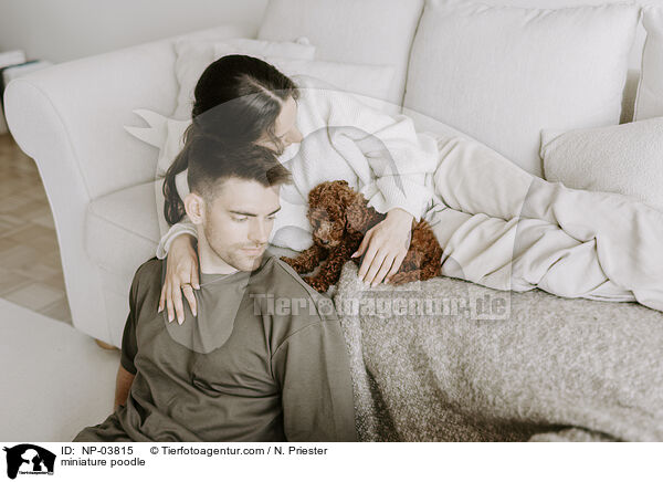 Zwergpudel / miniature poodle / NP-03815