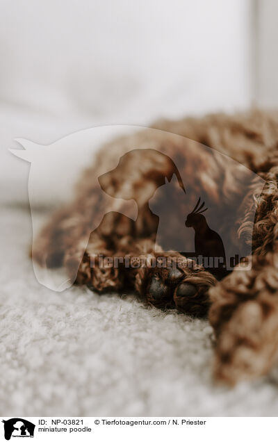 Zwergpudel / miniature poodle / NP-03821