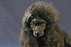 Poodle Portrait
