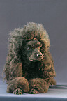 lying Poodle