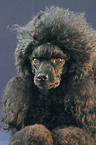 Poodle