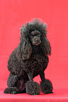 sitting poodle
