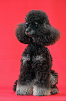 sitting poodle