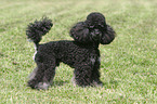 standing poodle