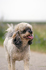 Miniature Poodle Portrait