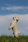 Miniature Poodle shows trick