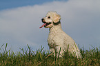 Miniature Poodle